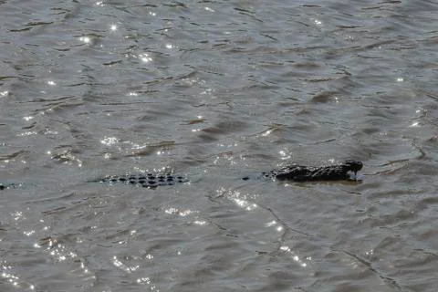 Mugger crocodile Stock-Fotos