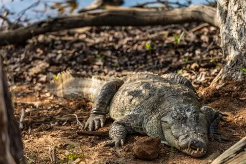 Mugger or Marsh Crocodile in the Forest by the Lakeside in Tadoba National .. Stock Photos