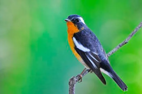 Mugimaki flycatcher Stock Photos