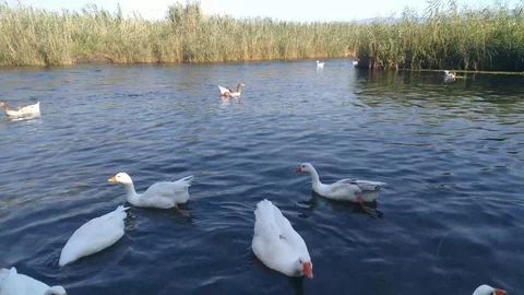 Mugla - Akyaka - Azmak Stream Stock Footage 112989893