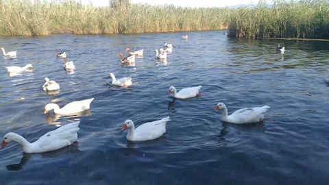 Mugla - Akyaka - Azmak Stream Stock Footage 113042457
