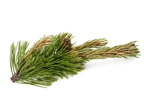Mugo pine Stock Photos