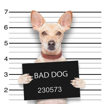 Mugshot dog Stockfoto's