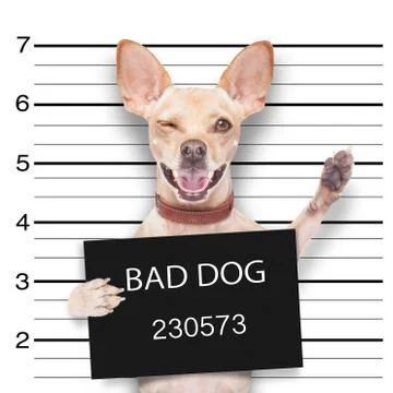 Mugshot dog Foto stock