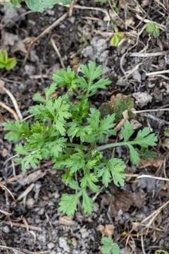Mugwort that grows well in spring. Stock Photos
