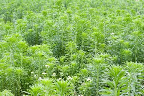 Mugwort Stock Photos