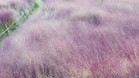 The muhly grass in Autumn Video stock 219449871