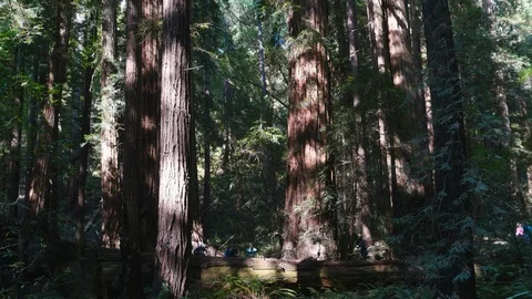 Muir Woods Stock Footage 93411848