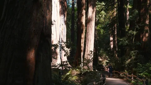 Muir Woods Stock Footage 93411888