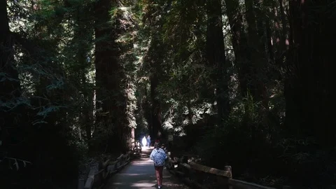 Muir Woods Stock Footage 93411937