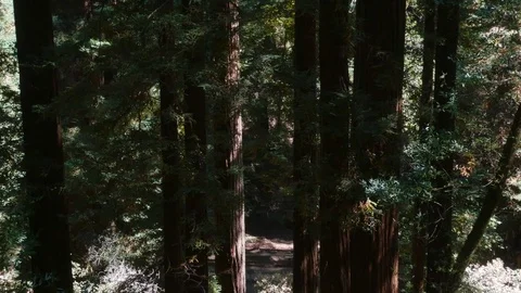 Muir Woods Stock Footage 93412014