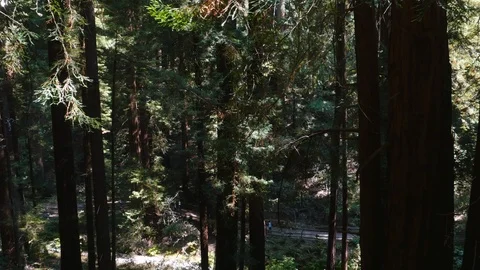 Muir Woods Stock Footage 93412034