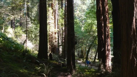 Muir Woods Stock Footage 93412106