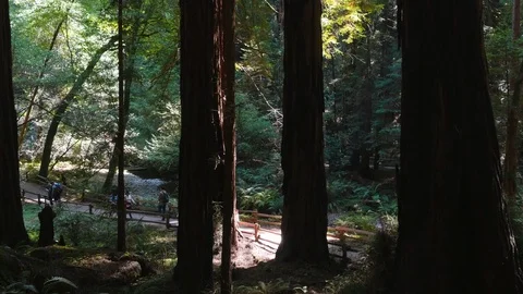 Muir Woods Stock Footage 93412195