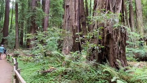 Muir Woods Stock Footage 202295309