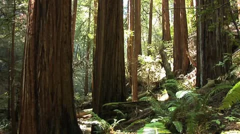 Muir Woods Tree Tilt-up Stock Footage 10564248