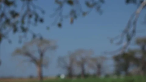 Mukua fruit - Baobab Stock Footage 77758153