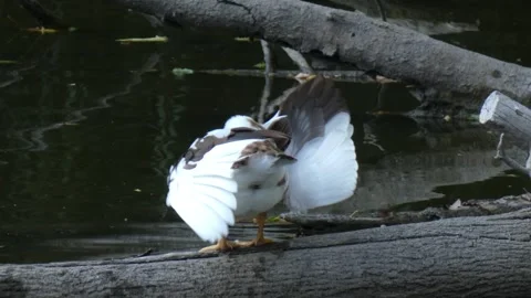Mulard duck (Cairina moschata x Anas platyrhynchos) preening wings on log Stock Footage 340265883