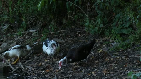Mulard ducks (Cairina moschata x Anas platyrhynchos) foraging in dark soil Vídeo Stock 340263986