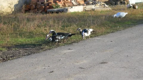 Mulardy ducks nibble the grass, walk along the road Stock Footage 151838249