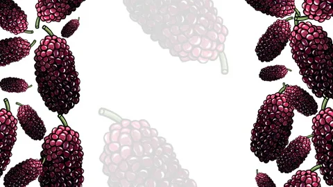 MULBERRİES 1SIDE FRAME 3 Stock Footage 167872528