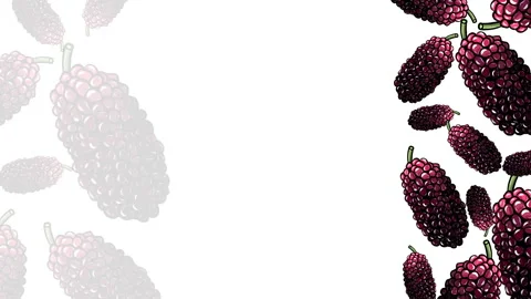 MULBERRİES 1SIDE FRAME 4 1 Stock Footage 167872882