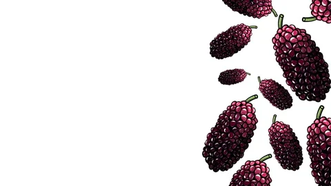 MULBERRİES 1SIDE FRAME 스톡 동영상 167872060