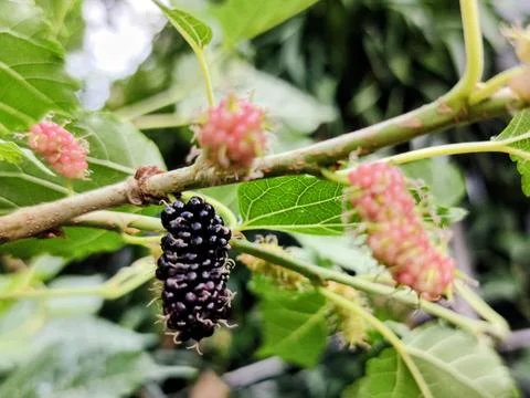 Mulberries are a remarkable source of nutrients contained within a small, b.. Stock-Fotos