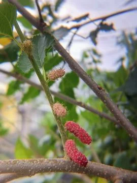Mulberries are a remarkable source of nutrients contained within a small, b.. Foto stock