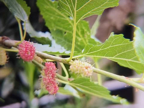 Mulberries are a remarkable source of nutrients contained within a small, b.. Stock Photos