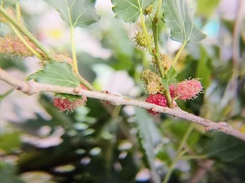 Mulberries are a remarkable source of nutrients contained within a small, b.. Stock-Fotos