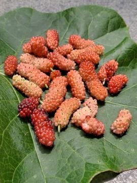 Mulberries close up Stock Photos