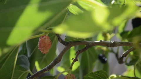 Mulberries of different colors on the tree. Stock Footage 159284462