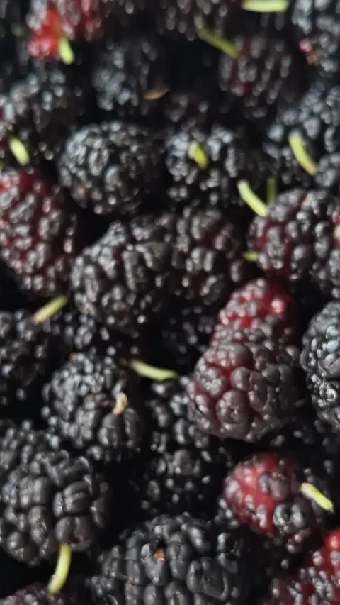 Mulberries Stock Footage 341676641