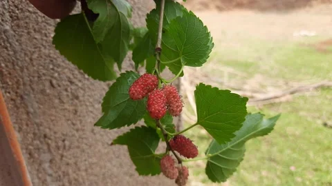 Mulberries fruit in garden. Stock Footage 152935860