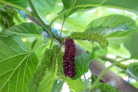 Mulberries hanging on the tree. Extra large in size &amp; sweet looks yummy. A un Stock Photos