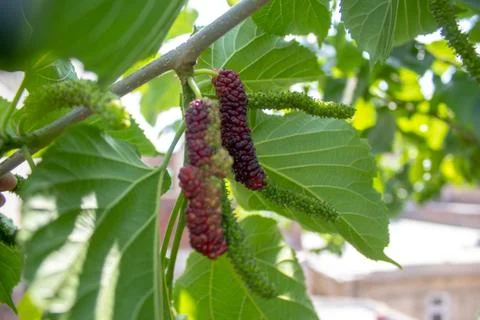 Mulberries hanging on the tree. Extra large in size &amp; sweet looks yummy. A un Stock Photos