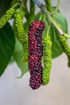 Mulberries hanging on the tree. Extra large in size &amp; sweet looks yummy. A un Stock Photos