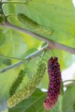 Mulberries hanging on the tree. Extra large in size &amp; sweet looks yummy. A un Stock Photos