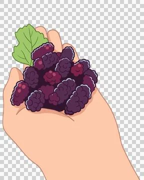 Mulberries Illustration