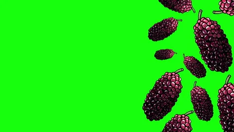 MULBERRIES ISOLATED FRAME Stock Footage 260106338