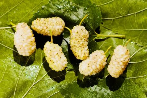 Mulberries Stock Photos