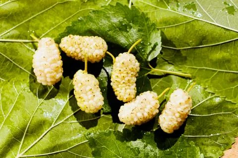 Mulberries Stock Photos