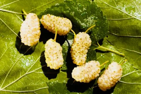 Mulberries Stock Photos