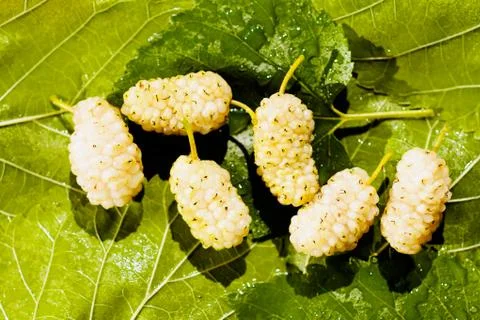 Mulberries Stock Photos