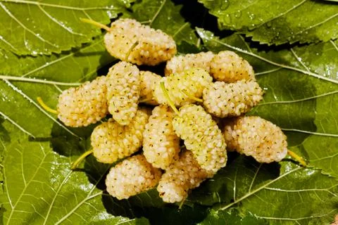Mulberries Stock Photos