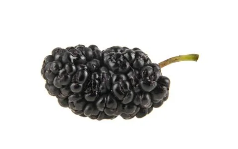 Mulberries Stock Photos