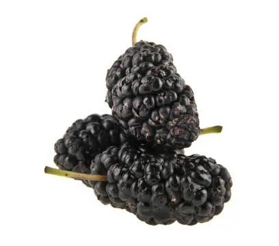 Mulberries Stock Photos