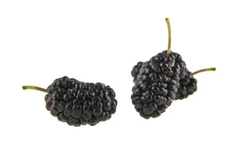 Mulberries Stock Photos