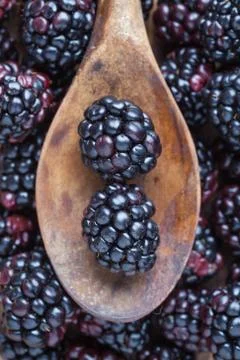 Mulberries Stock Photos